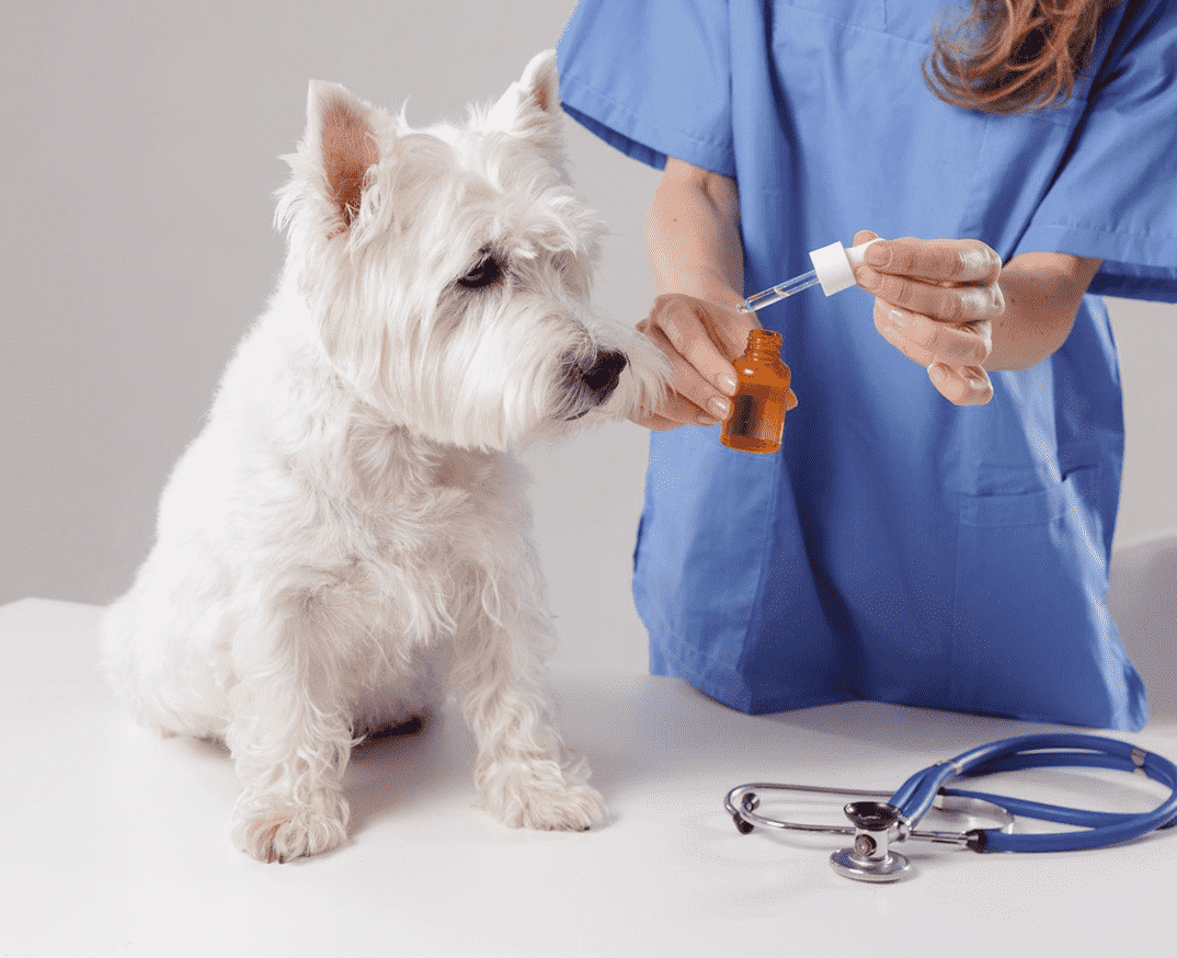 Veterinary